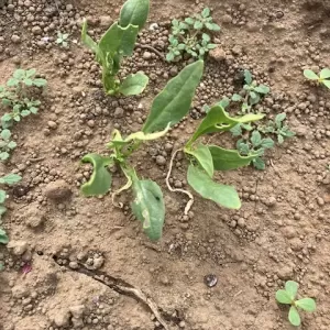 発芽が始まりました☺️のサムネイル