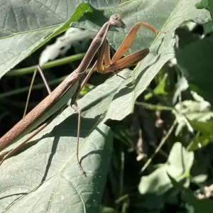 秋カマキリのサムネイル