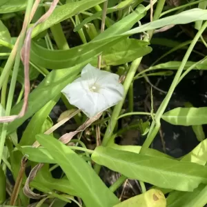 空心菜の花のサムネイル